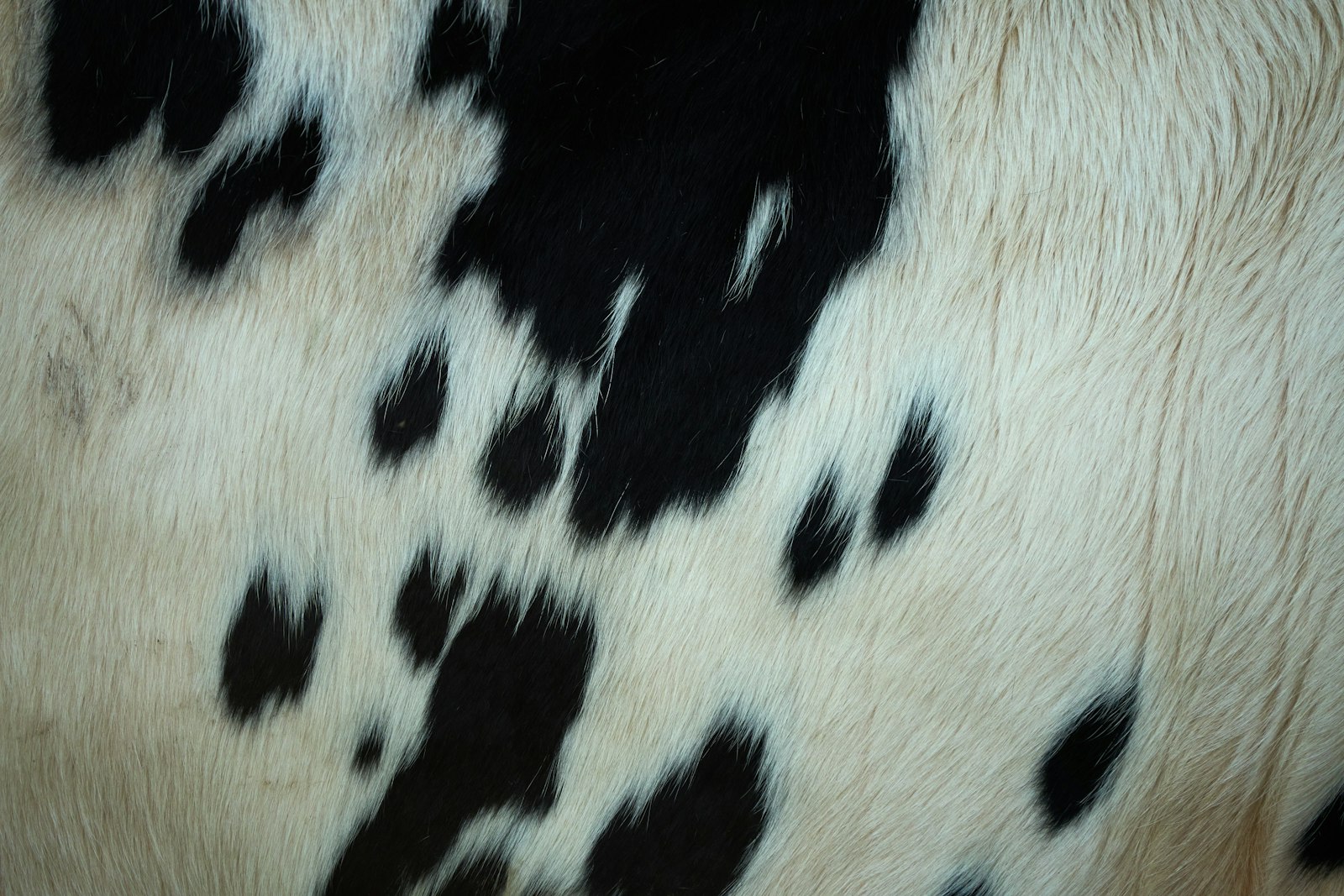 Black and white cowhide detail - Gallery Art Group