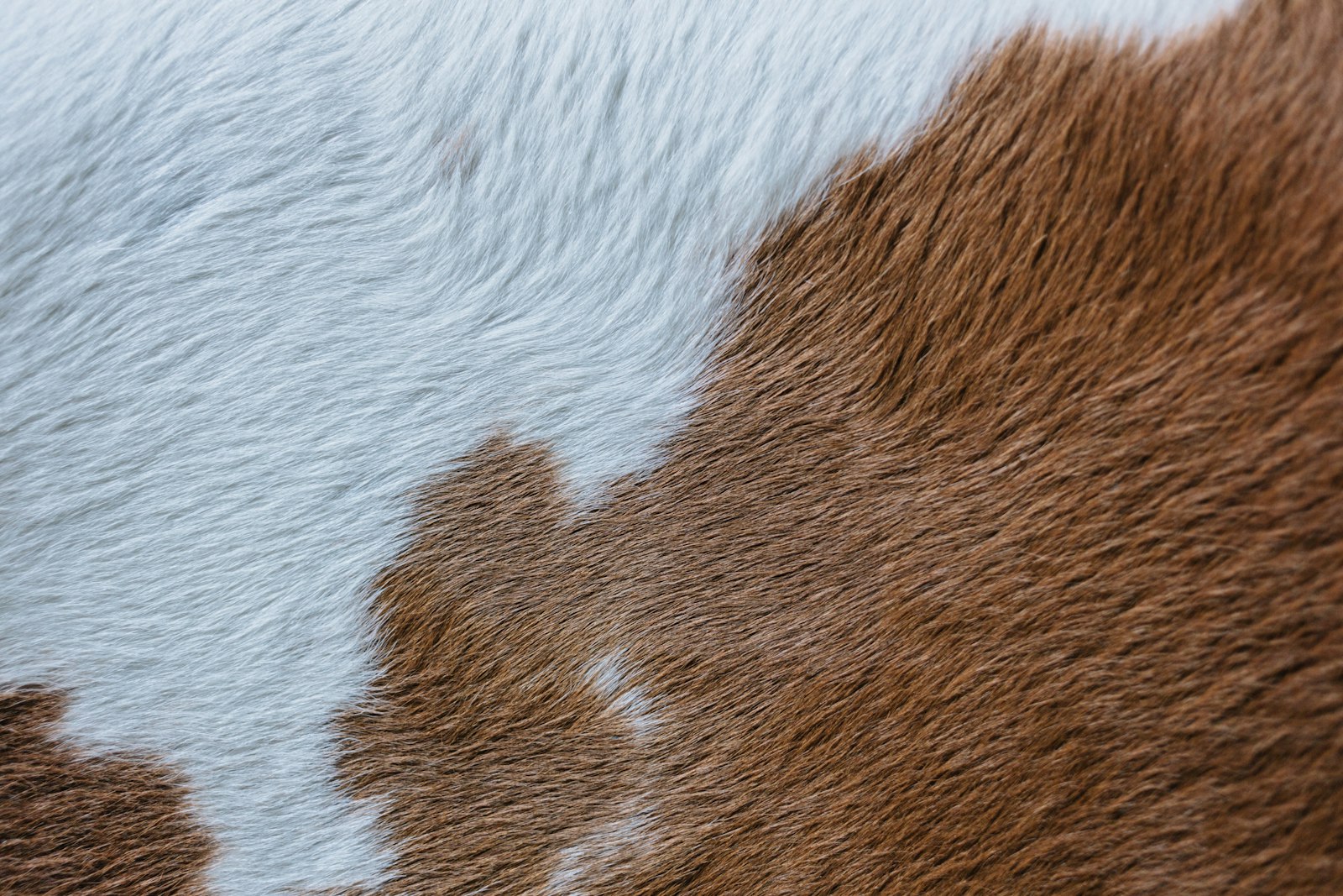 Brown and white cowhide detail - Gallery Art Group