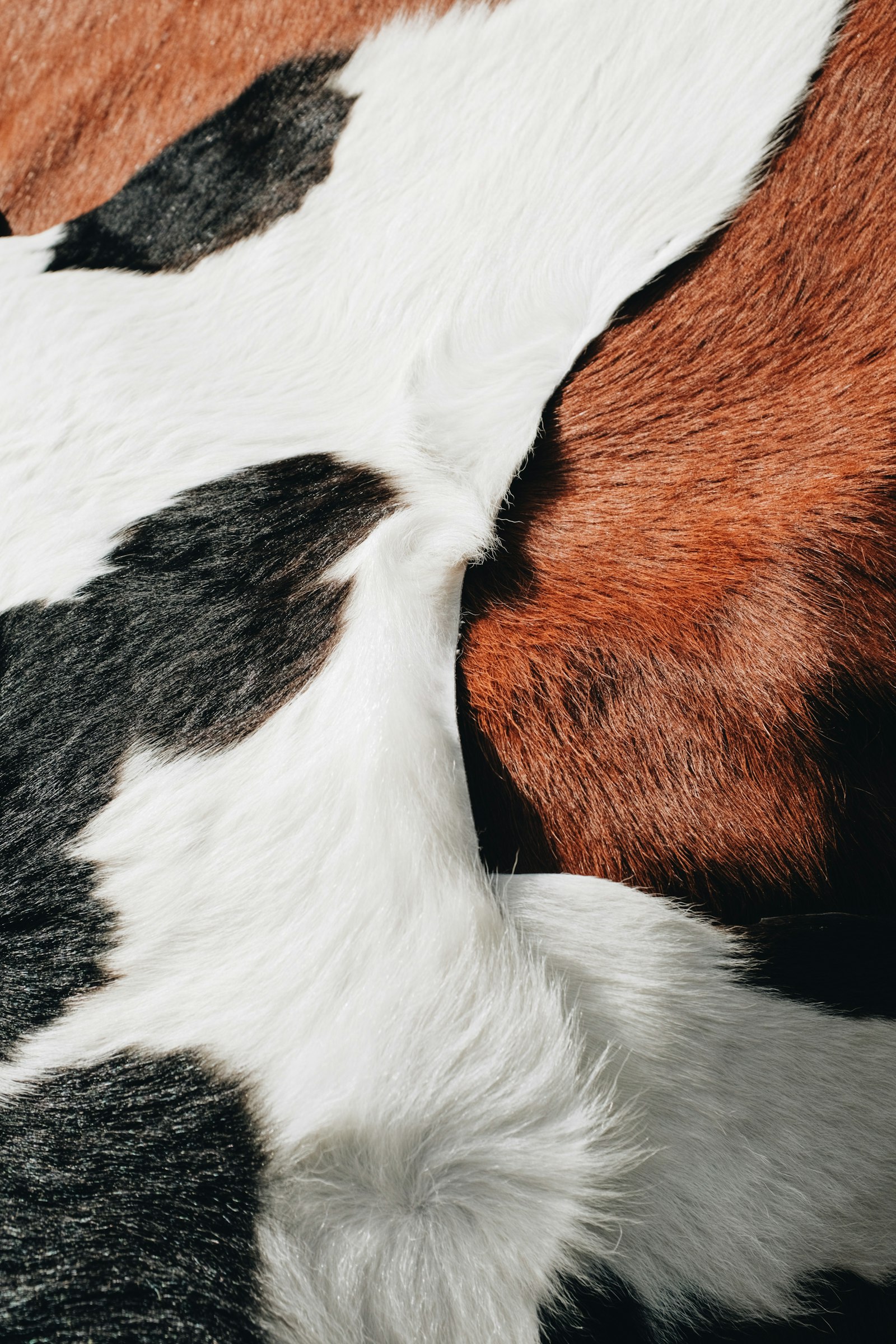 Tricolor cowhide detail - Gallery Art Group