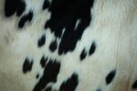 Black and white cowhide detail