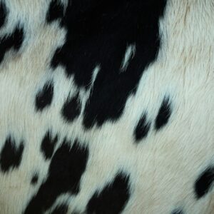 Black and white cowhide detail