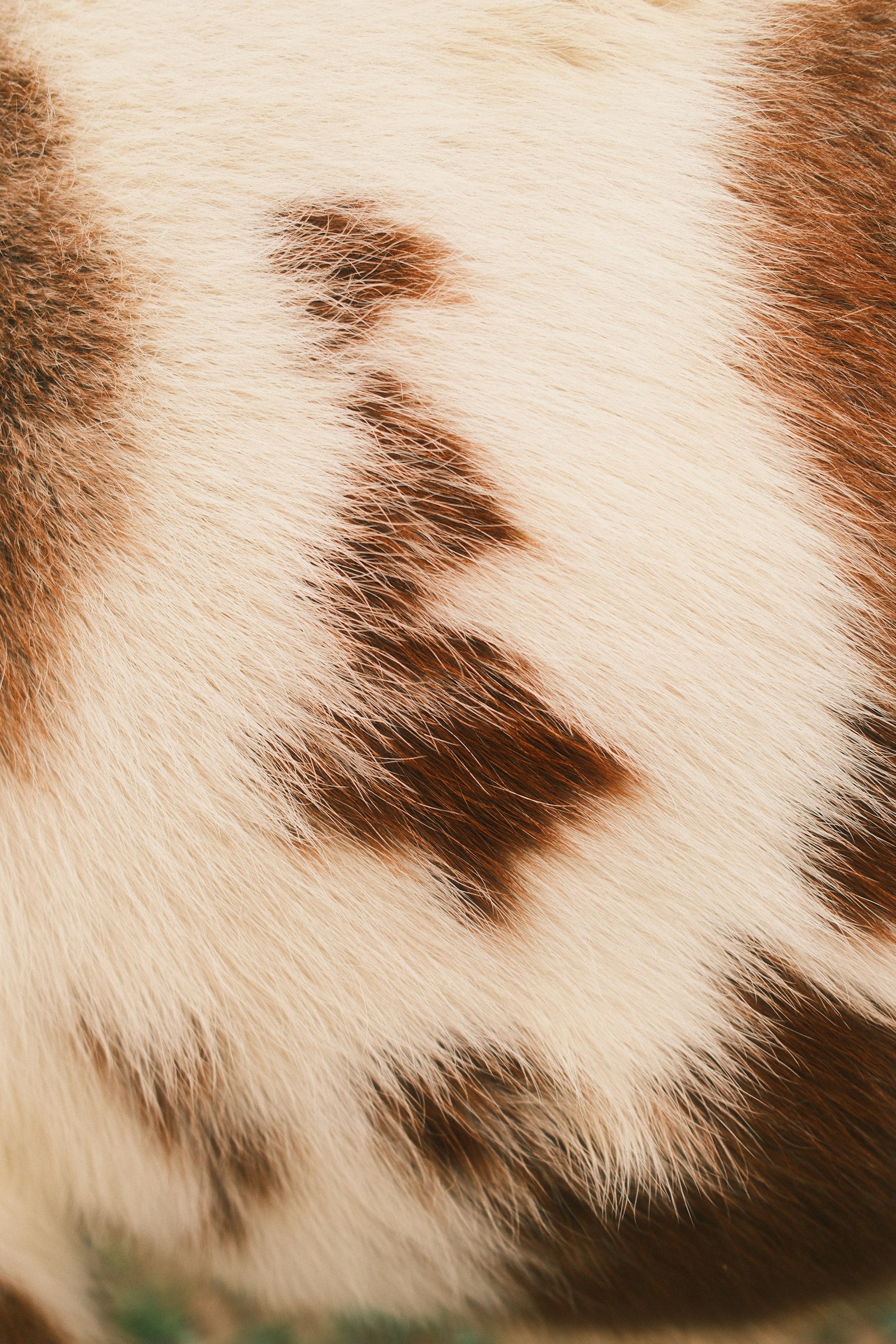 Brindle cowhide detail Brindle cowhide detail