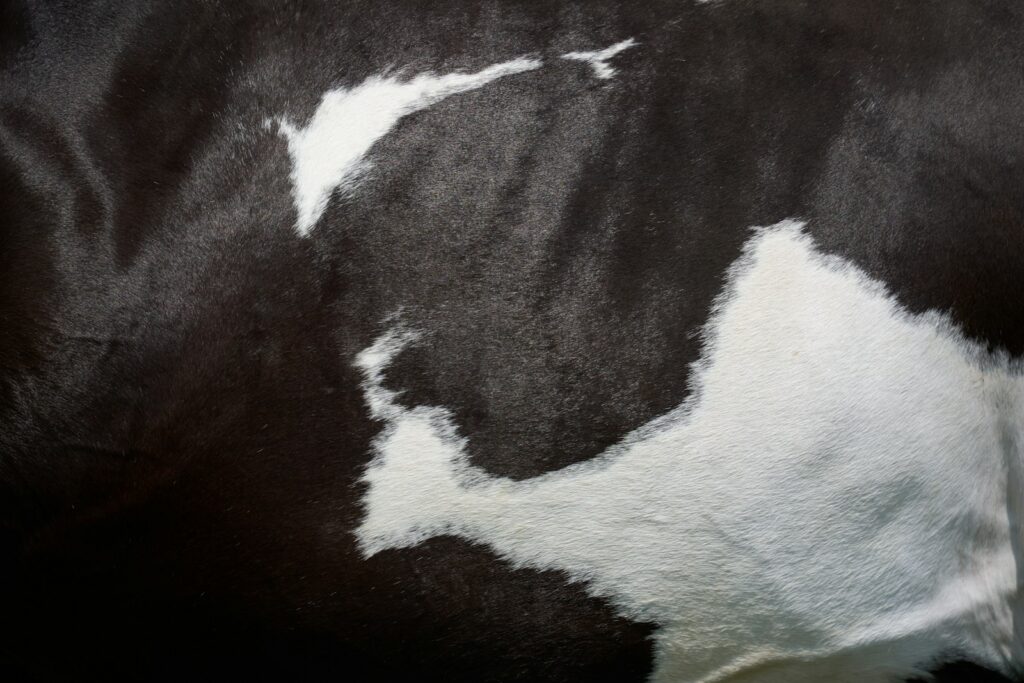 Cowhide spotted texture