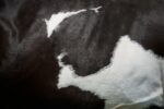 Cowhide spotted texture