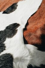 Tricolor cowhide detail
