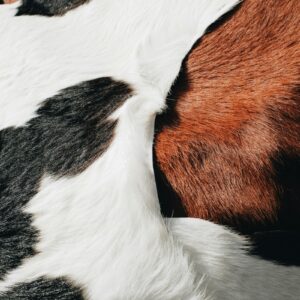 Tricolor cowhide detail