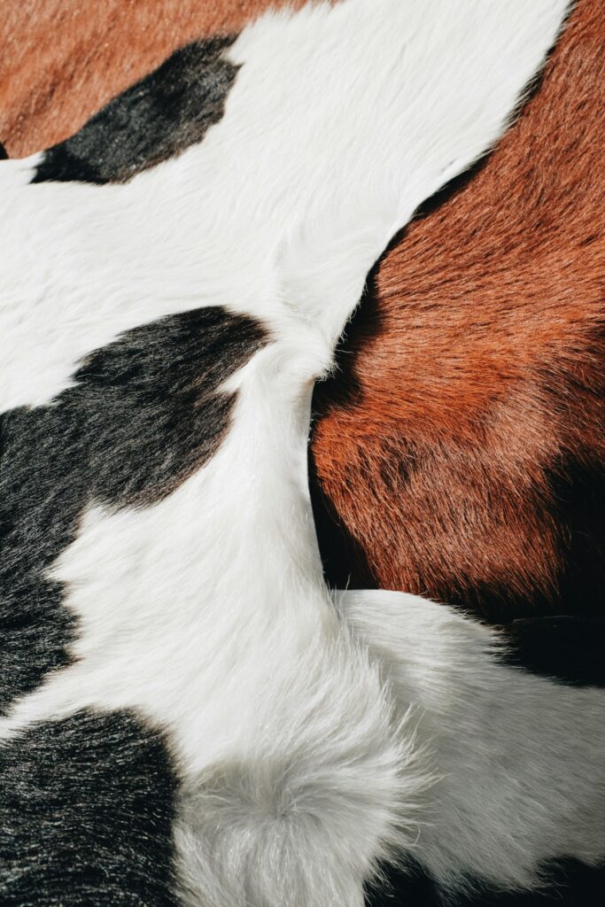 Tricolor cowhide detail